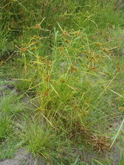 Cyperus polystachyos polystachyos