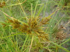 Cyperus polystachyos polystachyos