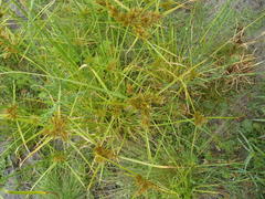 Cyperus polystachyos polystachyos