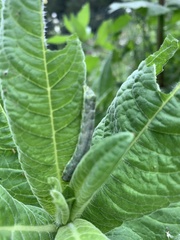 Melanchra persicariae