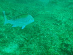 Chirodactylus jessicalenorum