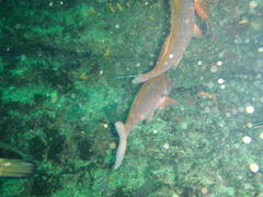 Chirodactylus jessicalenorum