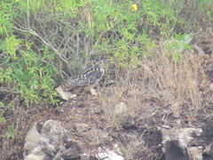 Bubo bengalensis