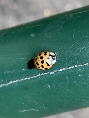 Harmonia axyridis