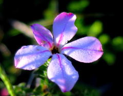 Acmadenia tetragona