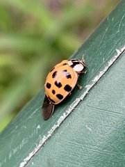 Harmonia axyridis