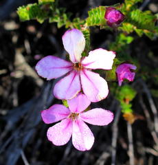 Acmadenia tetragona