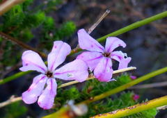 Acmadenia tetragona