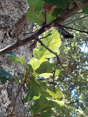 Quercus × crenata