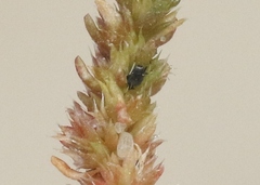 Aphis sedi