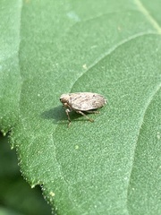 Issus coleoptratus