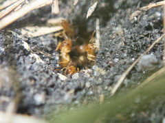 Lasius brevicornis