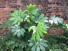 Fatsia japonica