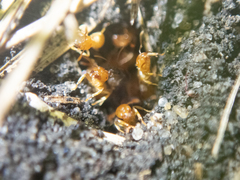 Lasius brevicornis