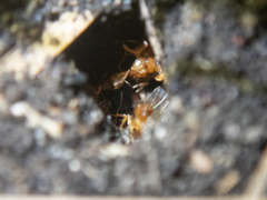 Lasius brevicornis