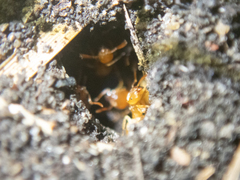 Lasius brevicornis
