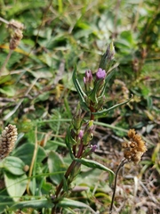 Gentianella uliginosa