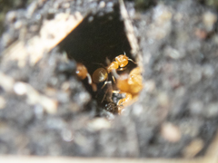 Lasius brevicornis