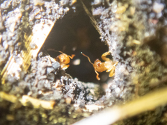 Lasius brevicornis