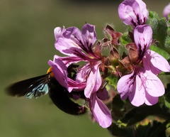 Pelargonium panduriforme