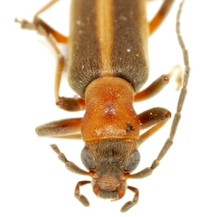 Oxacis cana