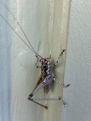 Rhacocleis insularis