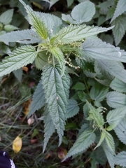 Urtica dioica