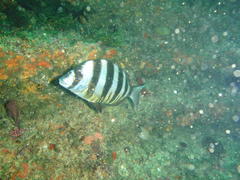 Diplodus hottentotus