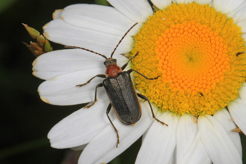 Double-lined Longhorn Beetle photo 3