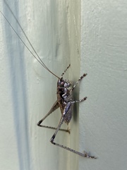 Rhacocleis insularis