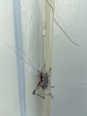 Rhacocleis insularis