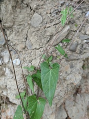 Convolvulus scammonia