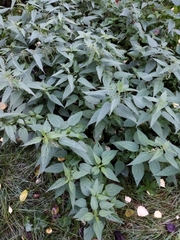 Urtica dioica