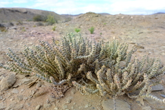 Mesembryanthemum tomentosum
