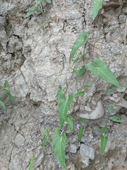 Convolvulus scammonia