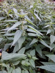 Urtica dioica