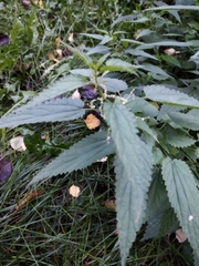 Urtica dioica