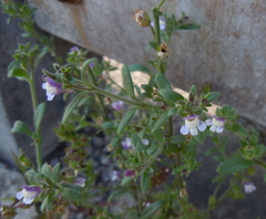 Chaenorhinum litorale