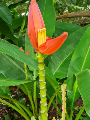 Musa rubra