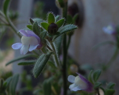 Chaenorhinum litorale