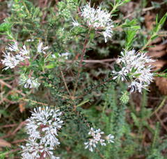 Agathosma ciliaris