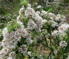 Agathosma ciliaris