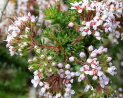 Agathosma ciliaris