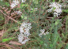Agathosma ciliaris