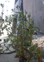 Chaenorhinum litorale