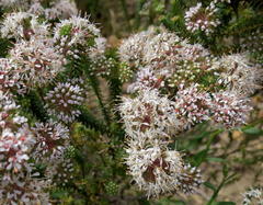 Agathosma ciliaris