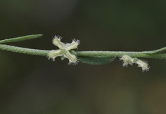 Pectocarya penicillata