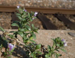 Chaenorhinum litorale