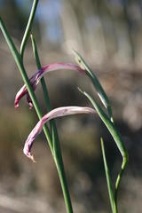 Gladiolus priorii