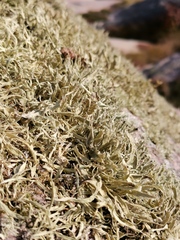 Ramalina siliquosa